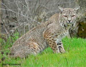 Bobcat from the side