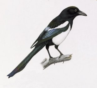 image: Black-Billed Magpie