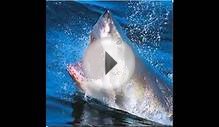 Important Facts about Surviving a Shark Attacks and How to