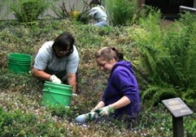 Youth Conservation Corps students weeding